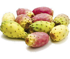 HUILE DE FIGUE DE BARBARIE